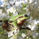 Laubfrosch (Hyla arborea)