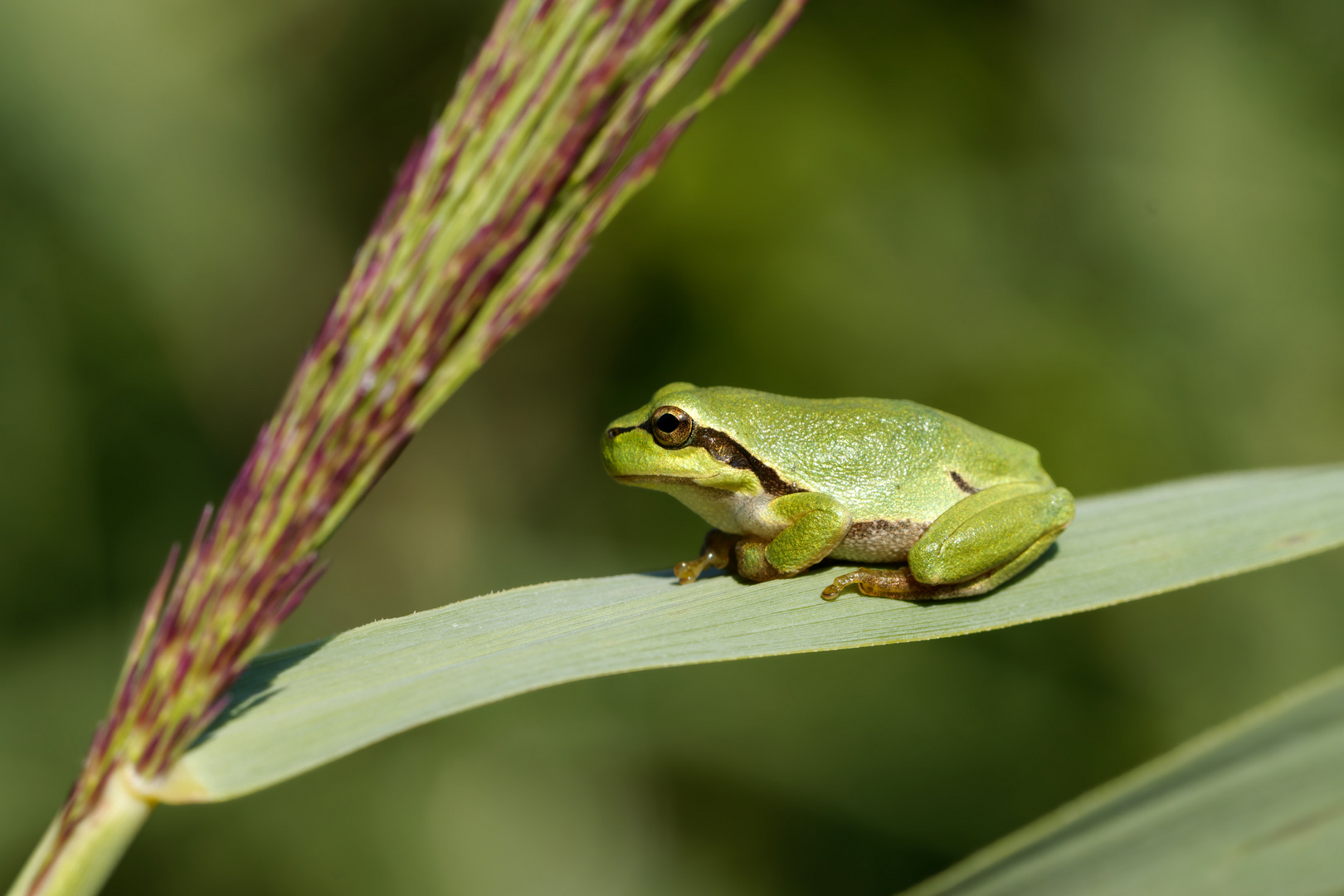 Laubfrosch (Hyla arborea)