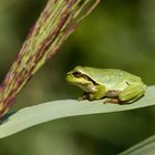 Laubfrosch (Hyla arborea)