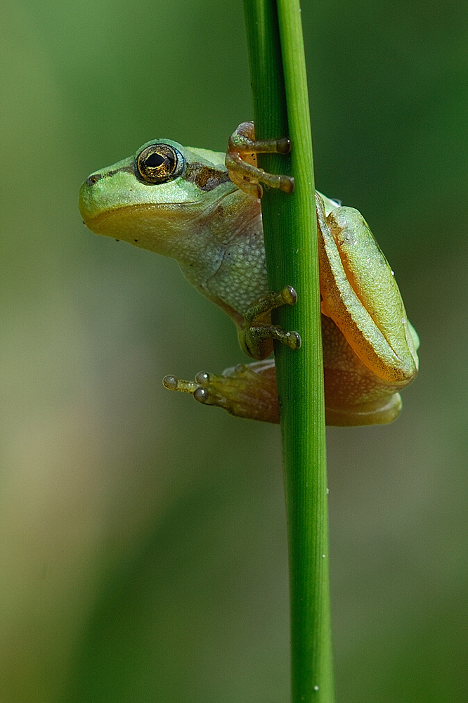 Laubfrosch (Hyla arborea)