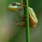 Laubfrosch (Hyla arborea)