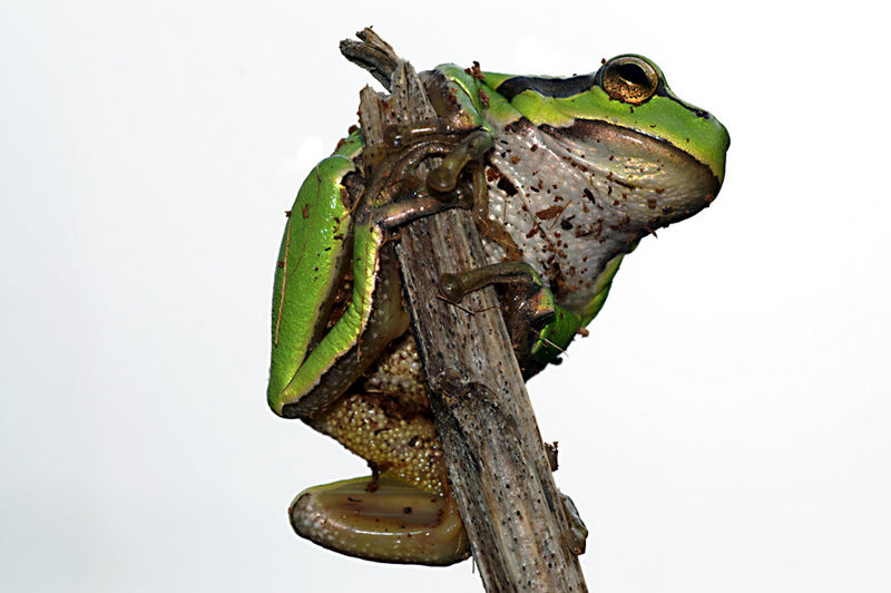 Laubfrosch ( Hyla arborea )..