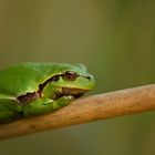 Laubfrosch (Hyla arborea)