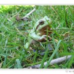 Laubfrosch (Hyla arborea)