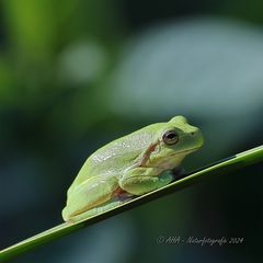 Laubfrosch (Hyla arborea)