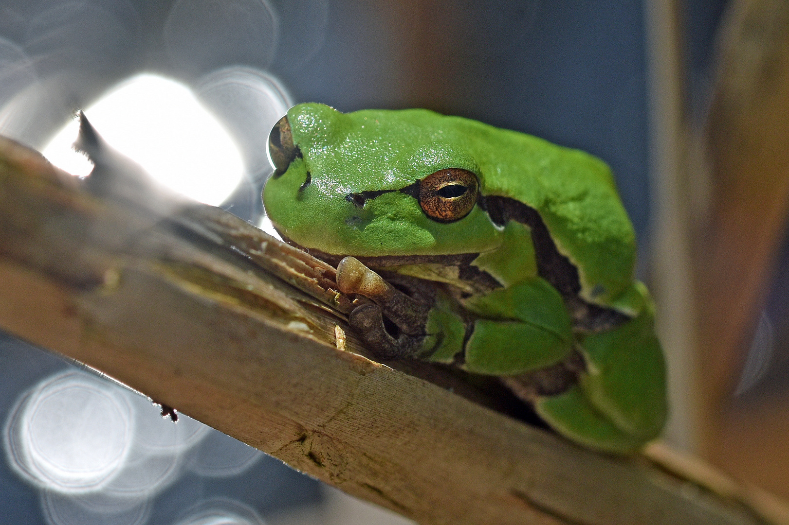 Laubfrosch (Hyla arborea)