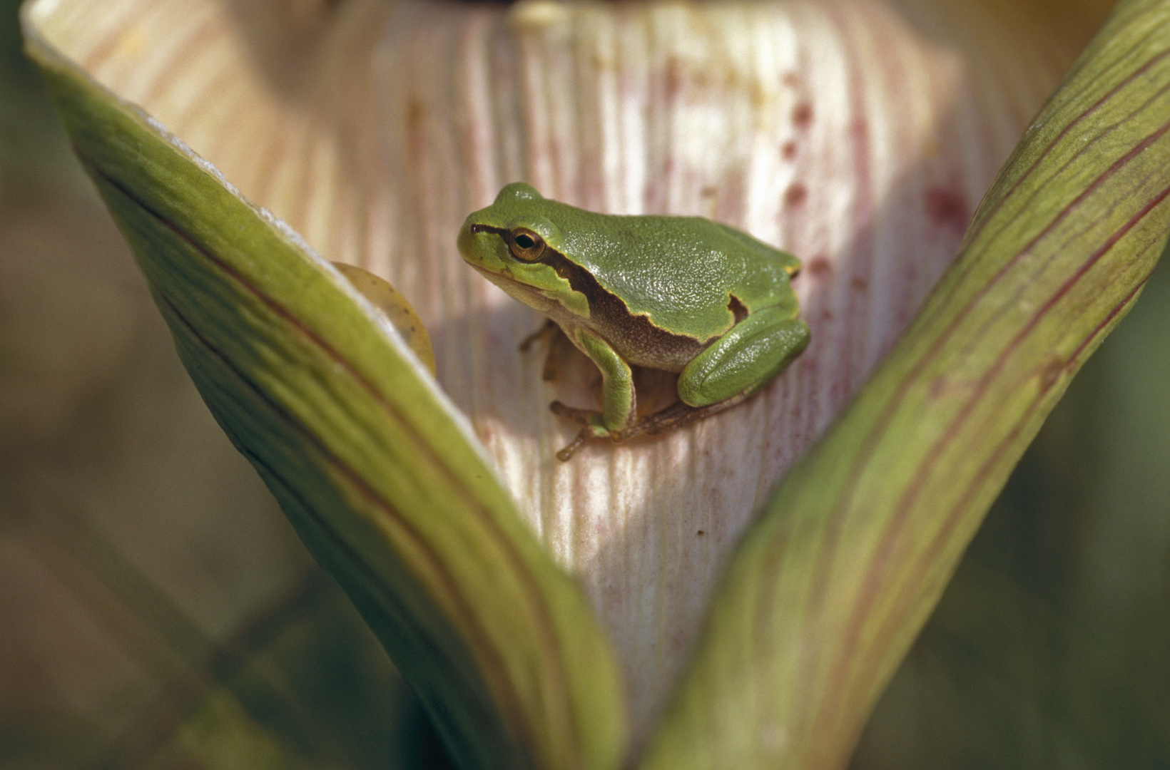 Laubfrosch , Hyla arborea