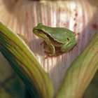 Laubfrosch , Hyla arborea