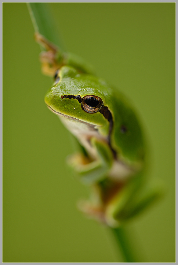 Laubfrosch (Hyla arborea)