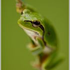 Laubfrosch (Hyla arborea)