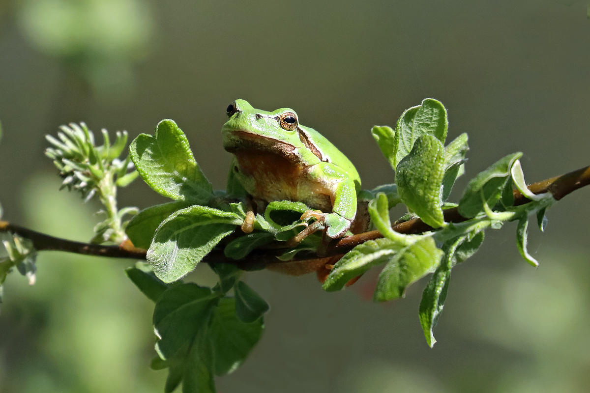 Laubfrosch (Hyla arborea)