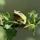 Laubfrosch (Hyla arborea)