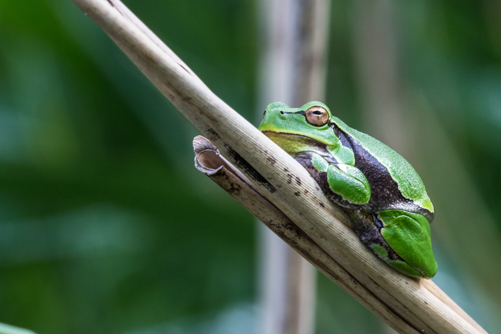 Laubfrosch (Hyla arborea)