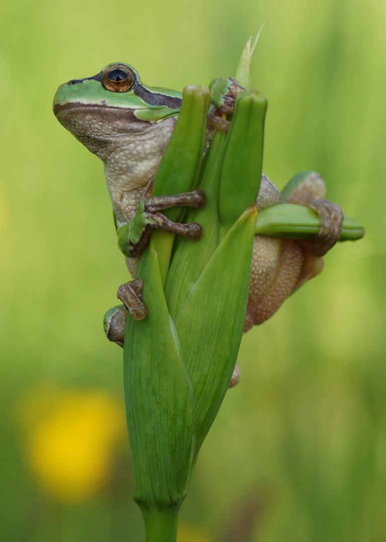 Laubfrosch (Hyla arborea)