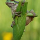 Laubfrosch (Hyla arborea)