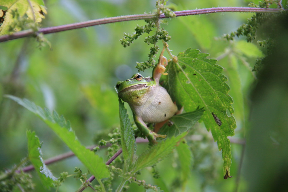 Laubfrosch - Hyla arborea