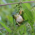 Laubfrosch - Hyla arborea