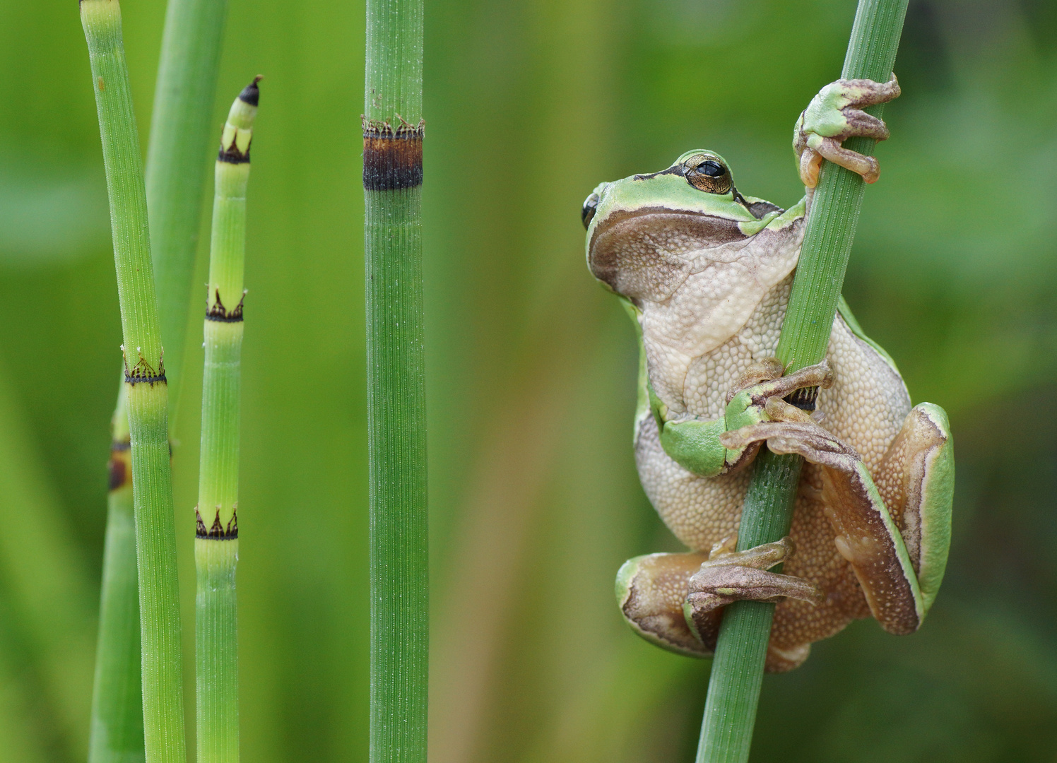 Laubfrosch (Hyla arborea)