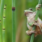 Laubfrosch (Hyla arborea)