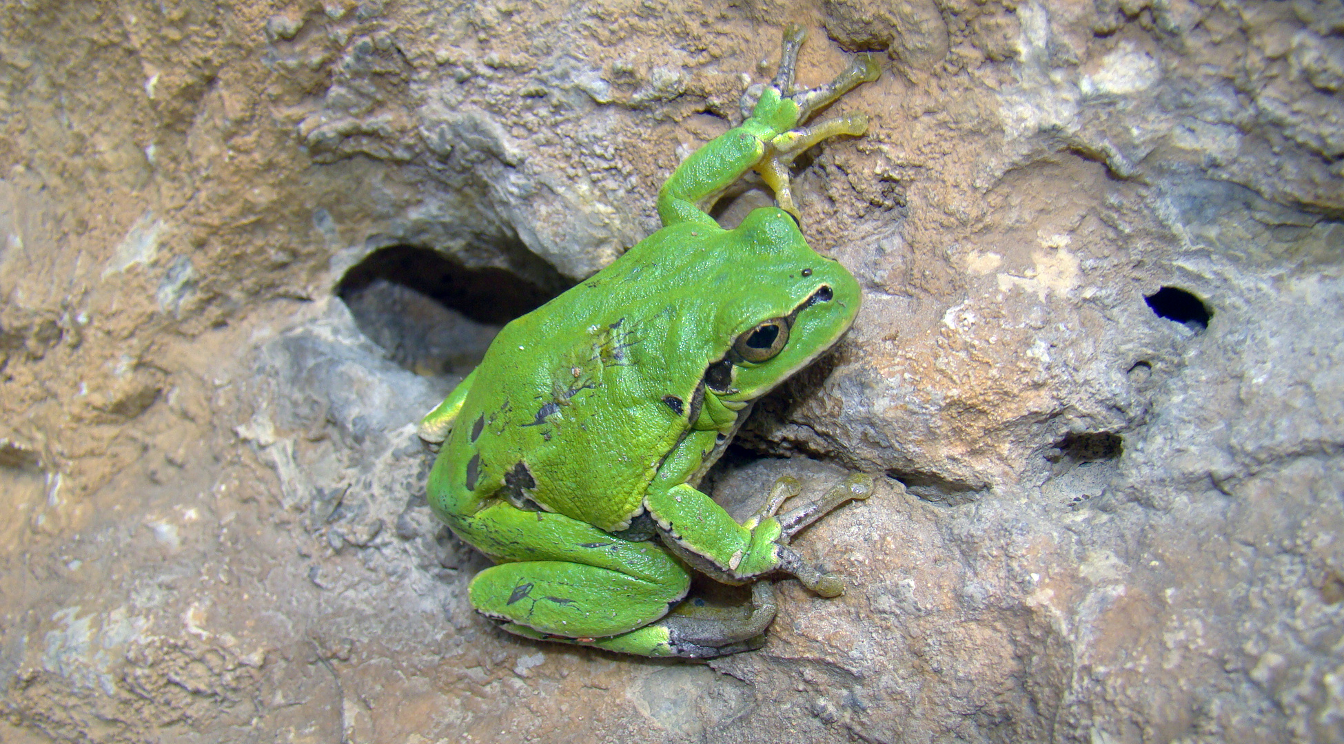 Laubfrosch (Hyla arborea)