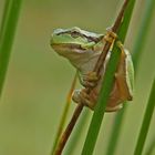 Laubfrosch (Hyla arborea)