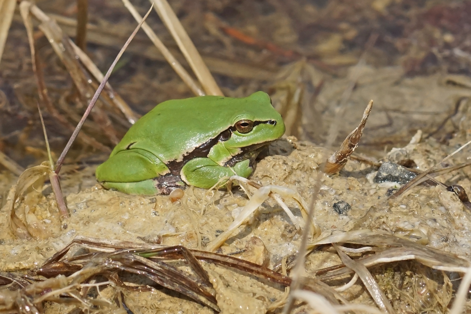 Laubfrosch (Hyla arborea)