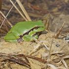 Laubfrosch (Hyla arborea)