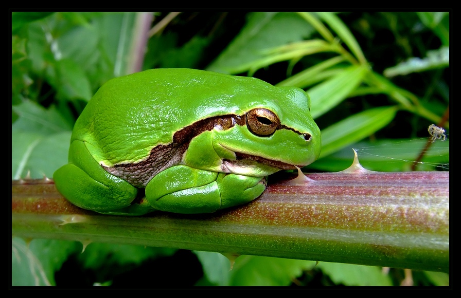 Laubfrosch (Hyla arborea)