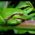 Laubfrosch (Hyla arborea)