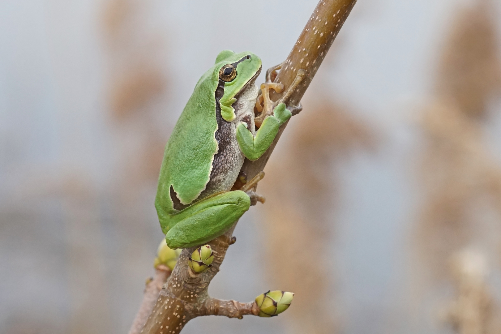 Laubfrosch (Hyla arborea)