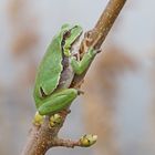 Laubfrosch (Hyla arborea)