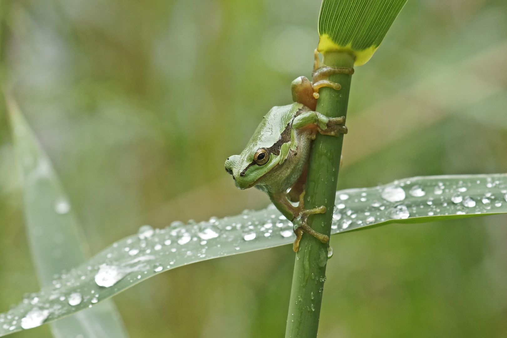 Laubfrosch (Hyla arborea)