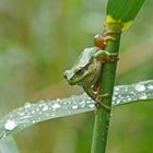 Laubfrosch (Hyla arborea)