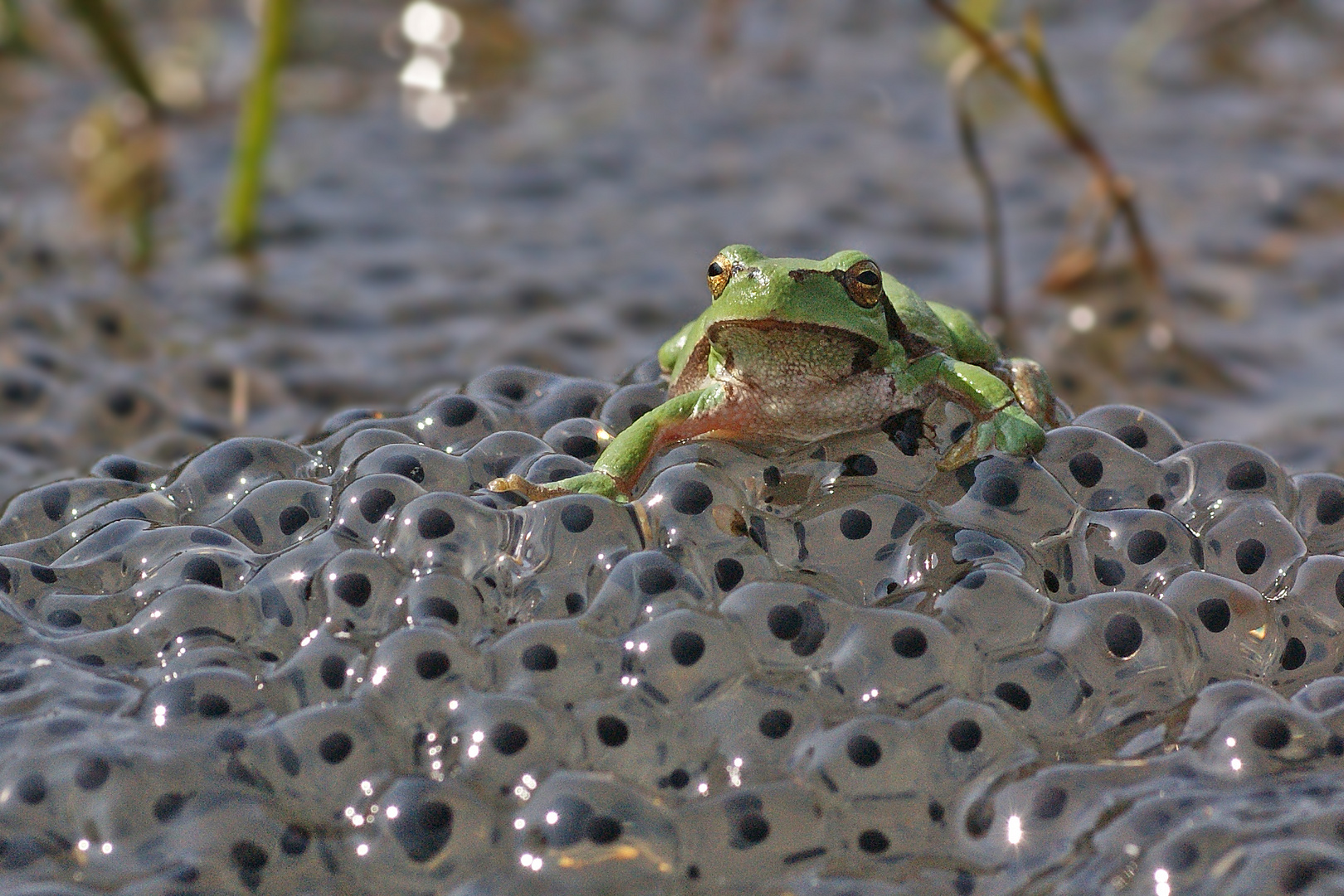 Laubfrosch (Hyla arborea) beim.....