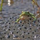 Laubfrosch (Hyla arborea) beim.....