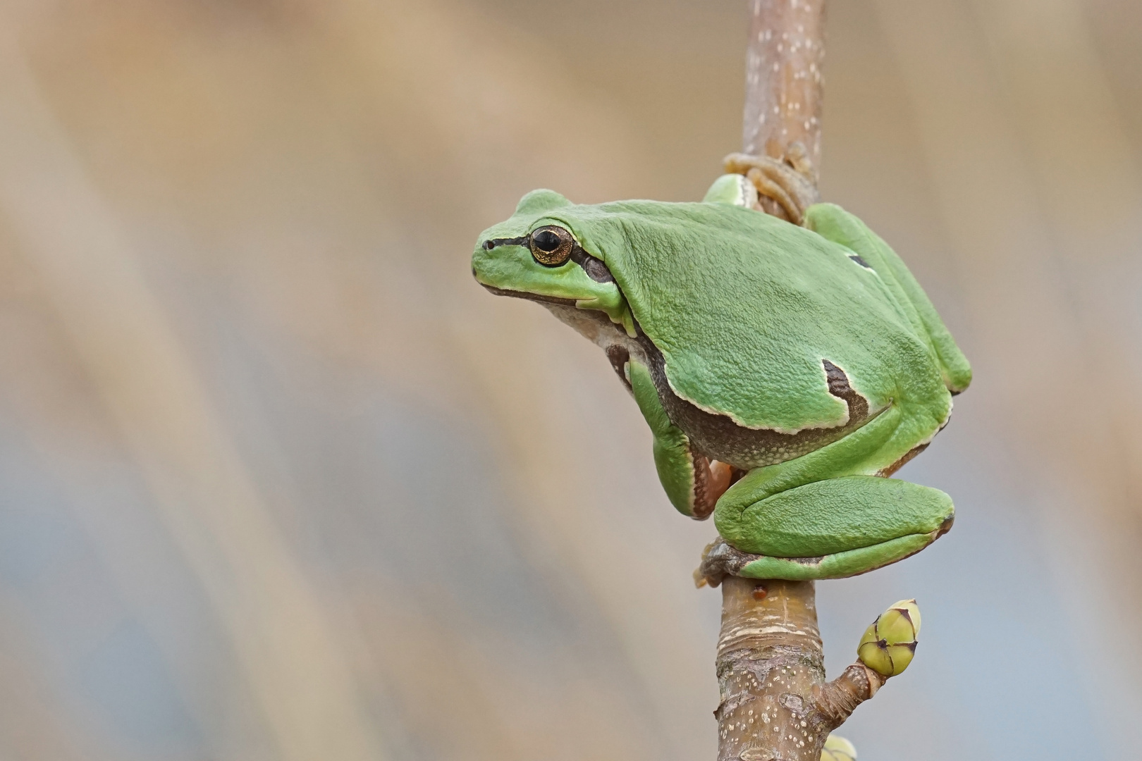 Laubfrosch (Hyla arborea)