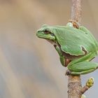 Laubfrosch (Hyla arborea)