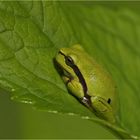 Laubfrosch, Hyla arborea