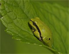 Laubfrosch, Hyla arborea