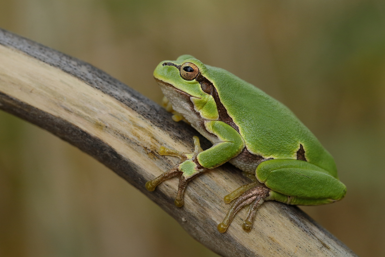 Laubfrosch (Hyla arborea)