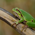 Laubfrosch (Hyla arborea)