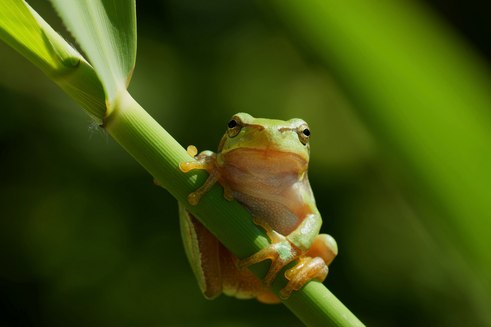 Laubfrosch (Hyla arborea) 