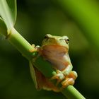 Laubfrosch (Hyla arborea) 