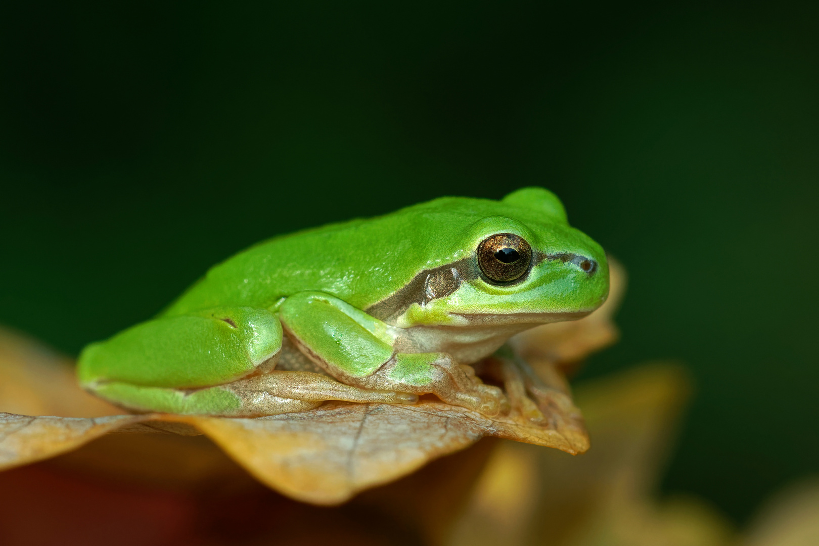 Laubfrosch  (Hyla arborea) im Herbst