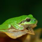 Laubfrosch  (Hyla arborea) im Herbst