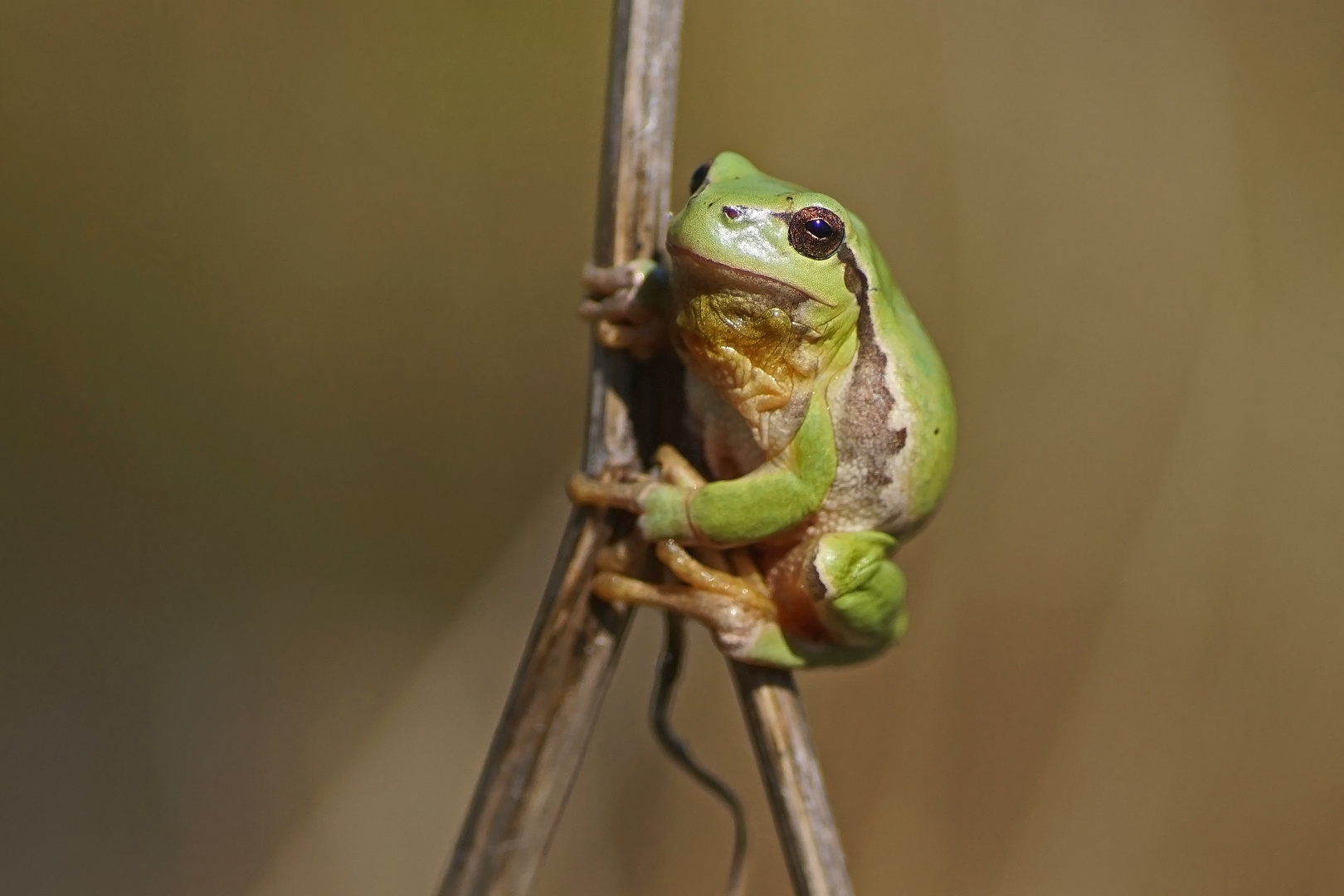 Laubfrosch (Hyla arborea), Männchen