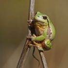 Laubfrosch (Hyla arborea), Männchen