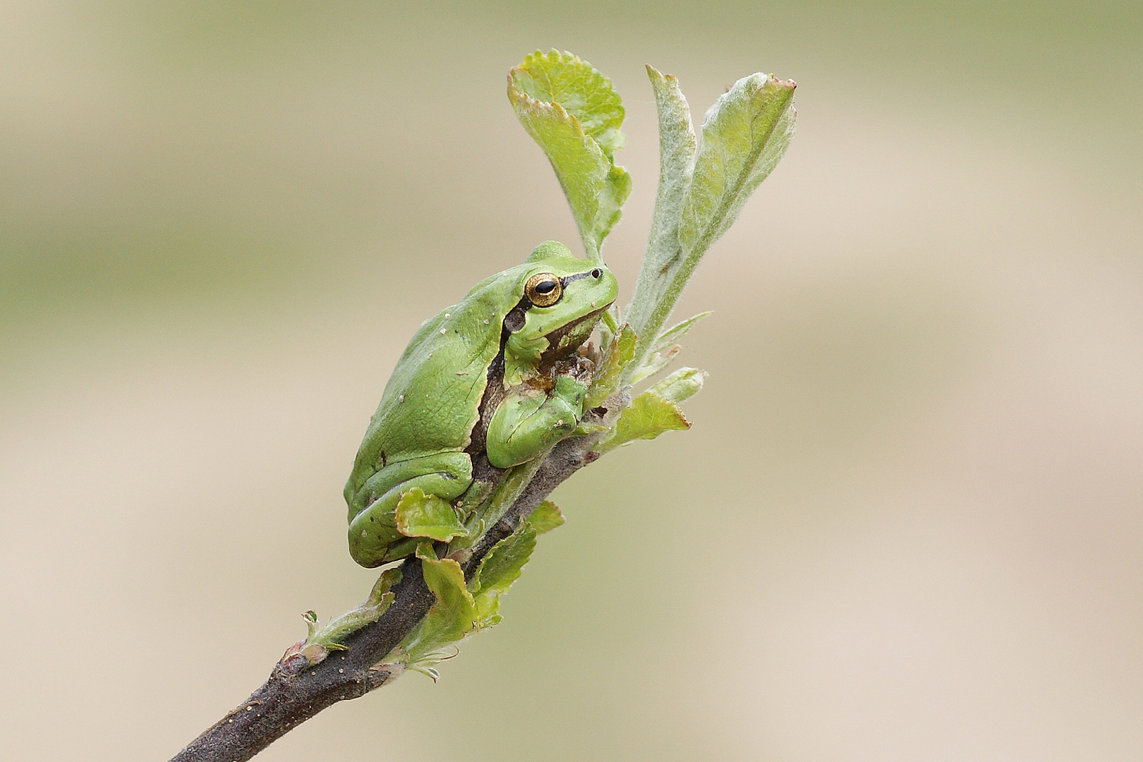 Laubfrosch (Hyla arborea), Männchen