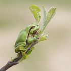 Laubfrosch (Hyla arborea), Männchen