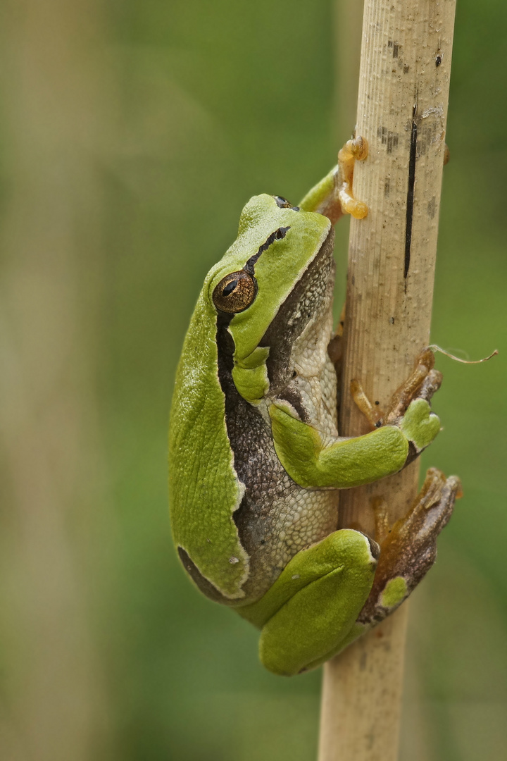 Laubfrosch (Hyla arborea), Männchen